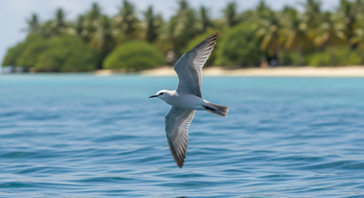 Weißbindenseeschwalbe