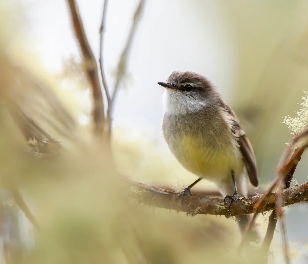 Weißbrauen-Baumschlüpfer (Mecocerculus leucophrys)