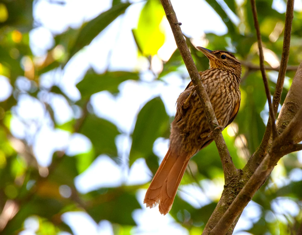 Weißbrauen-Baumsteiger (Cichlocolaptes leucophrus)