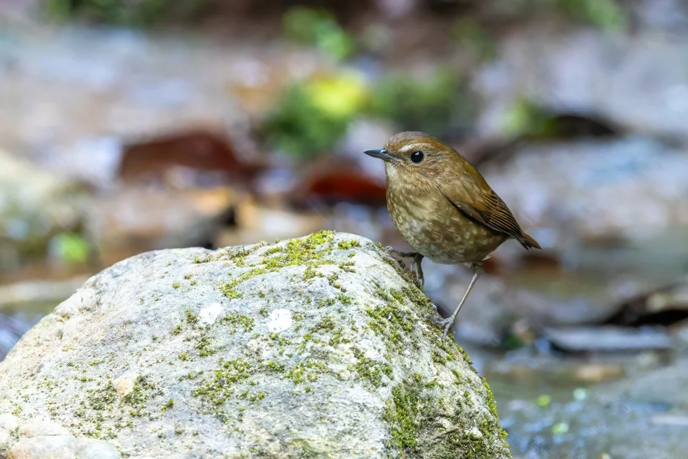 Weißbrauen-Kurzflügel (Brachypteryx leucophrys)