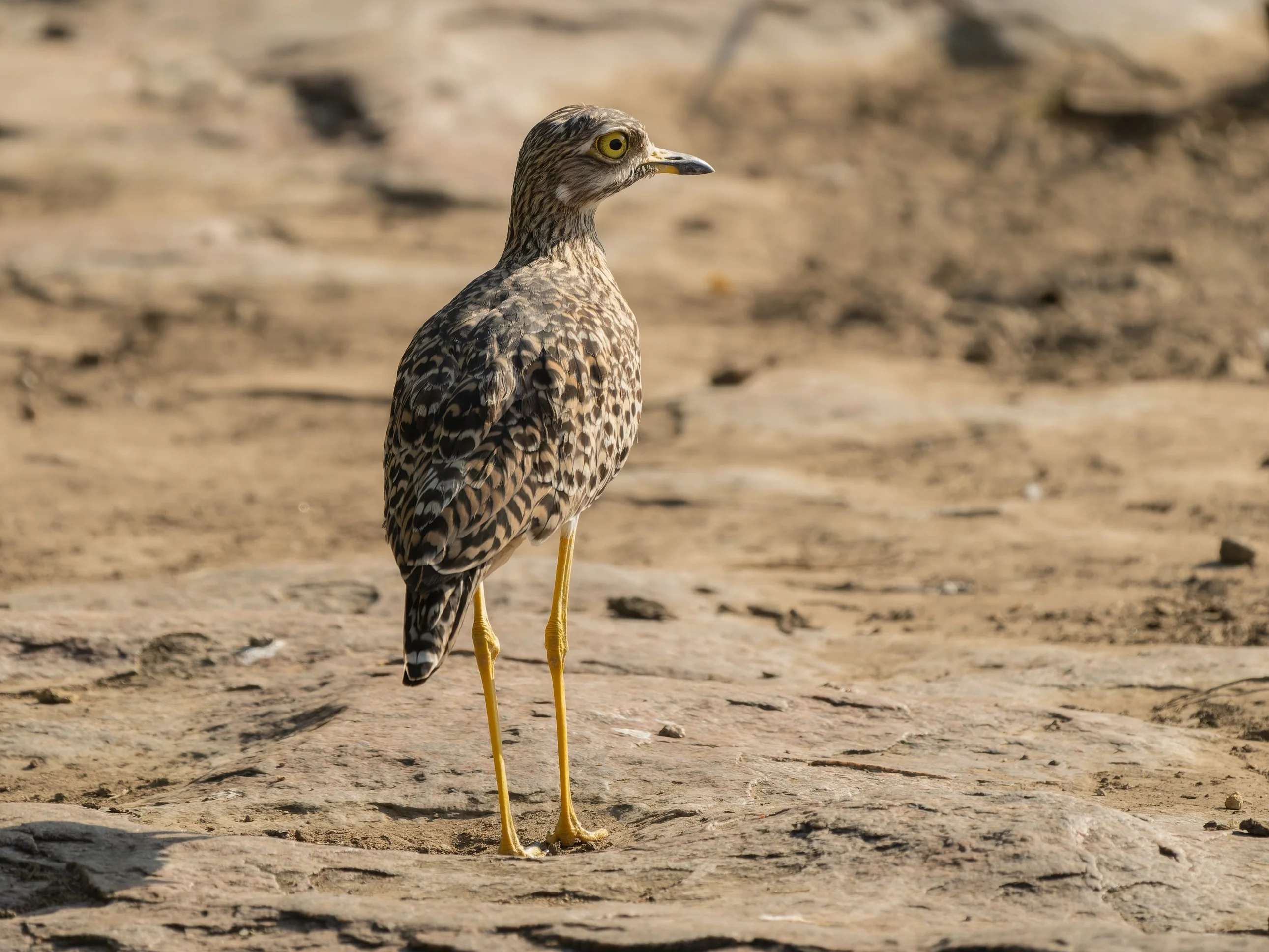 Weißbrauen-Triel (Burhinus superciliaris)