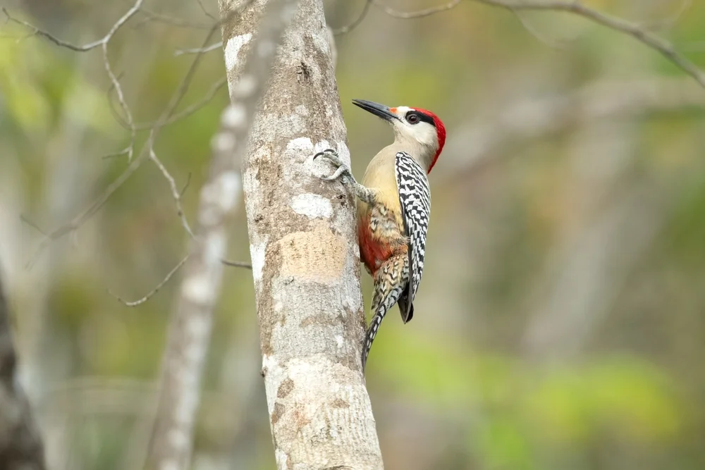 Weißbrauenspecht (Melanerpes superciliaris)