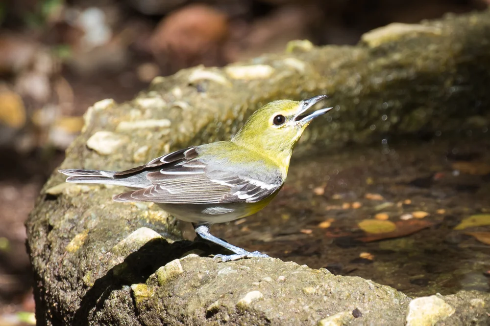 Weißbrauenwaldsänger (Vireo flavifrons)