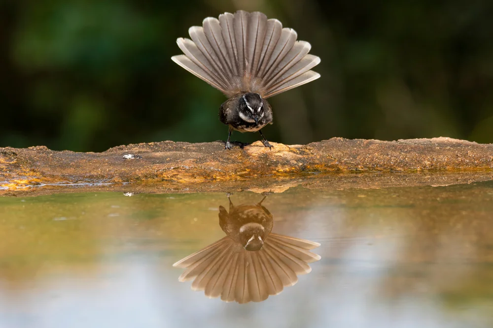 Weißbrust-Fächerschwanz (Rhipidura leucothorax)