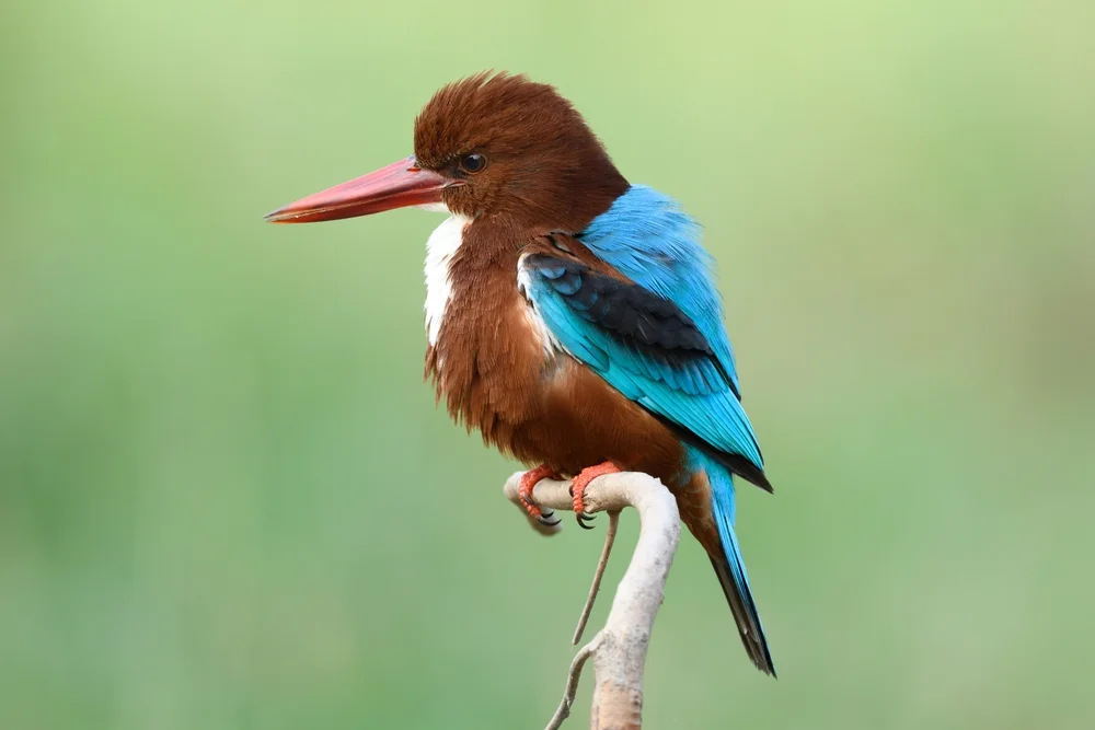 Weißbrust-Fischer (Halcyon smyrnensis)