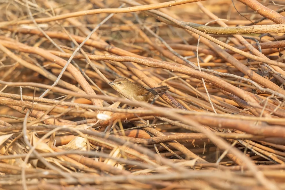 Weißbrust-Grassänger (Locustella thoracica)