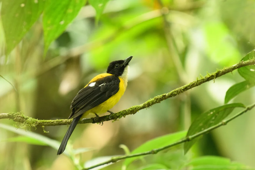 Weißbrust-Würger (Lanio leucothorax)