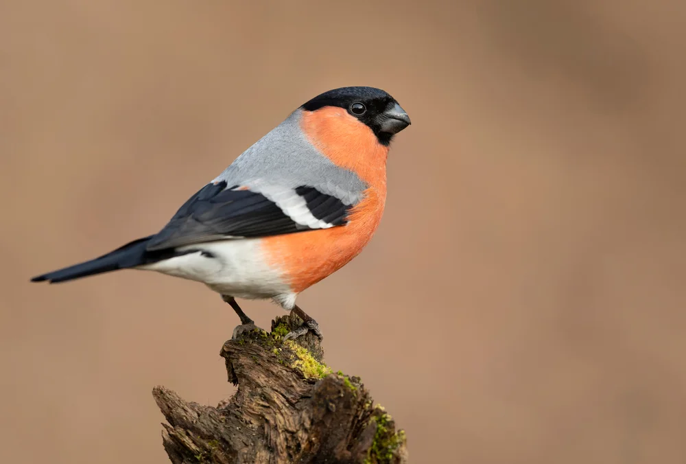 Weißbrustsittich (pyrrhula pyrrhula)