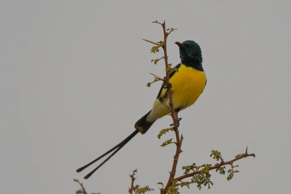 Weißbürzel-Ameisenvogel (Hedydipna platurus)