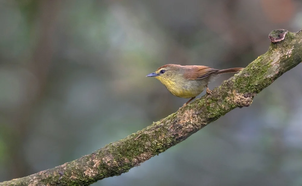 Weißbürzel-Bartvogel (Macronus kelleyi)