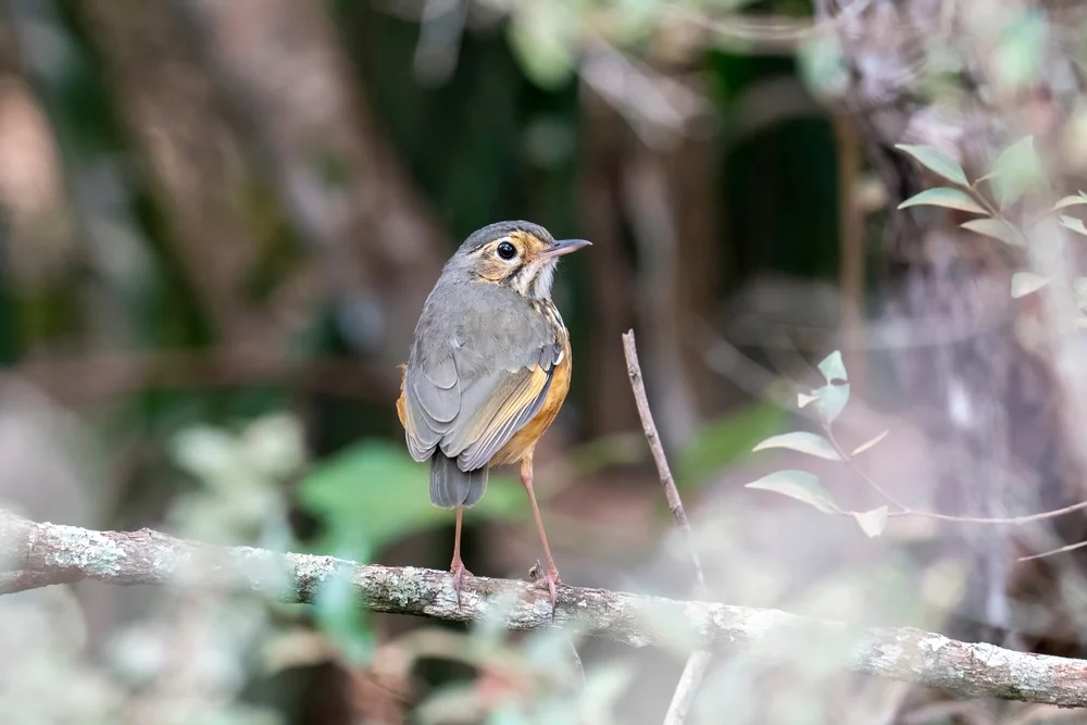 Weißbürzel-Baumtyrann (Hylopezus ochroleucus)
