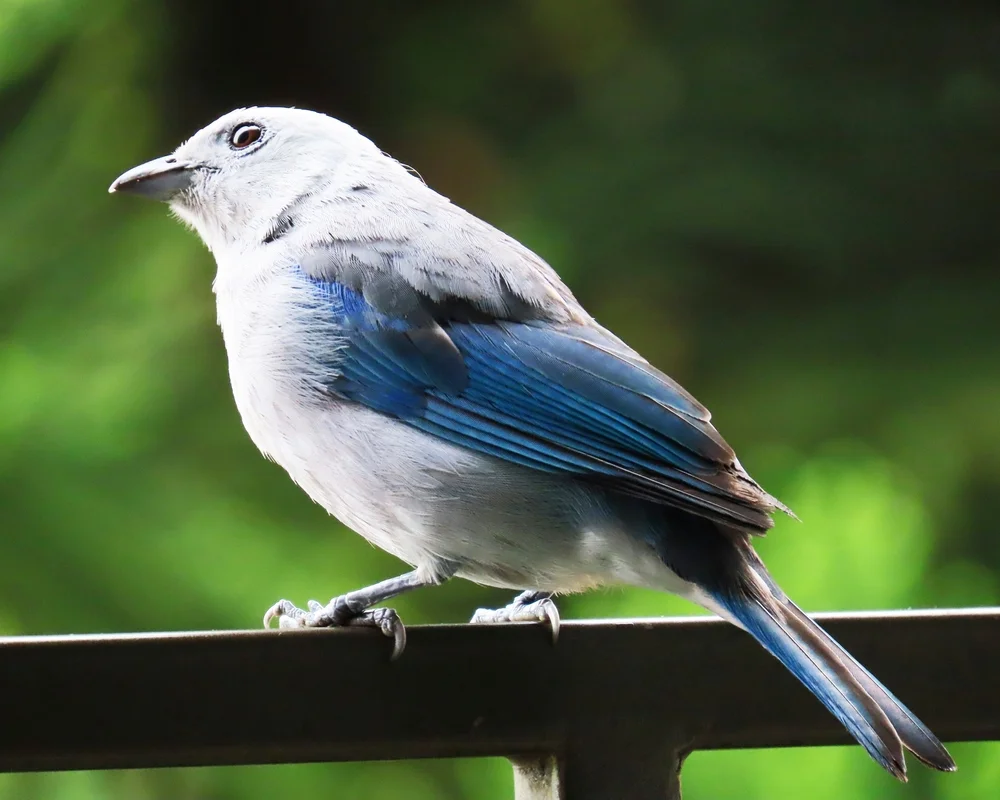 Weißbürzel-Bergtangare| (Conothraupis mesoleuca)