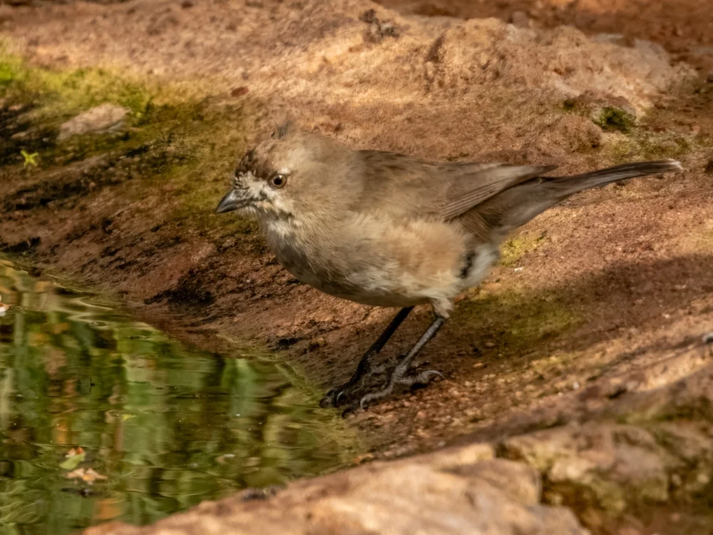 Weißbürzel-Brillenvogel (Aphelocephala leucopsis)