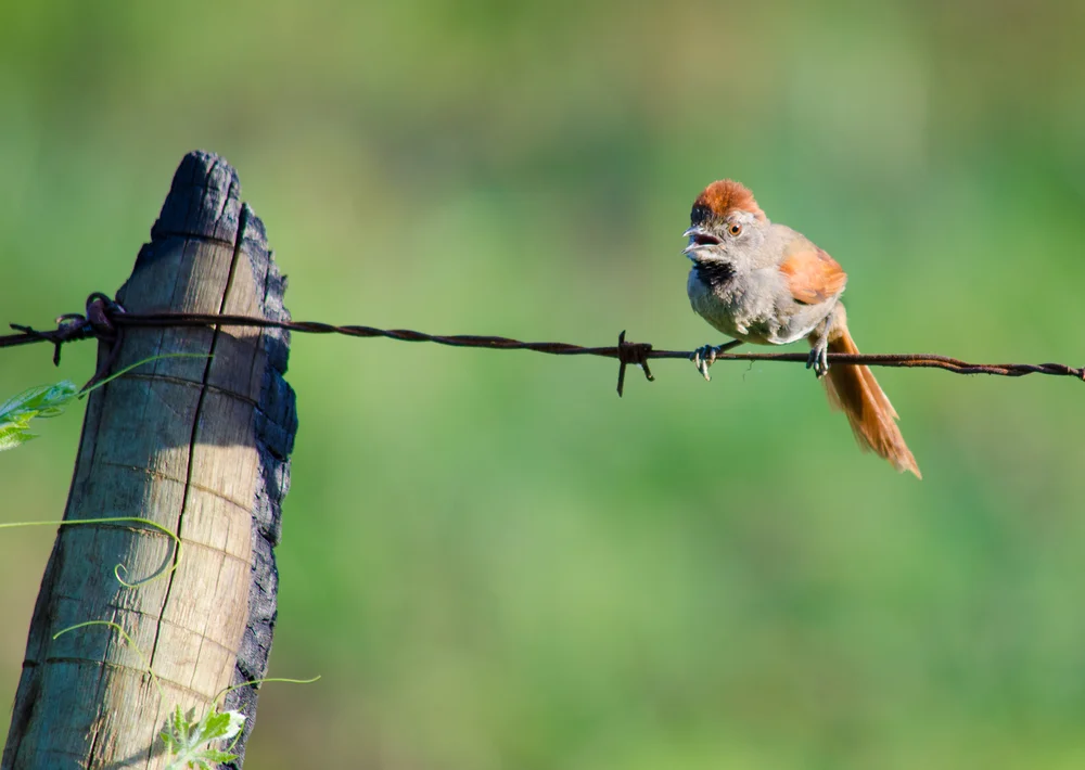Weißbürzel-Dornensteiger (Synallaxis albescens)