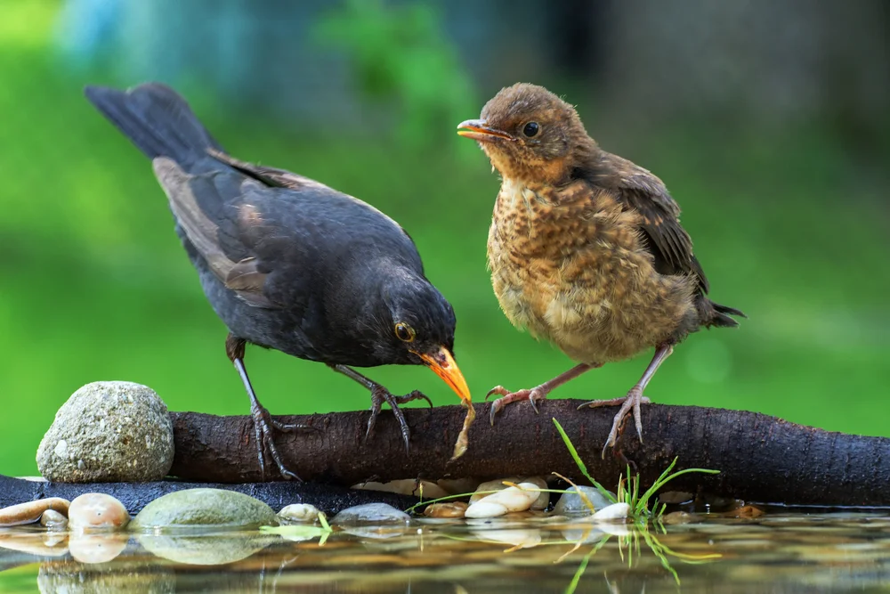Weißbürzel-Drossel (Turdus subalaris)