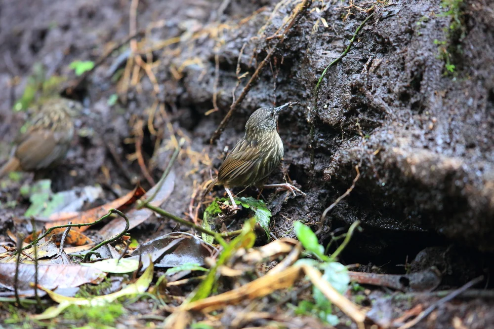 Weißbürzel-Schmätzer (Rimator malacoptilus)