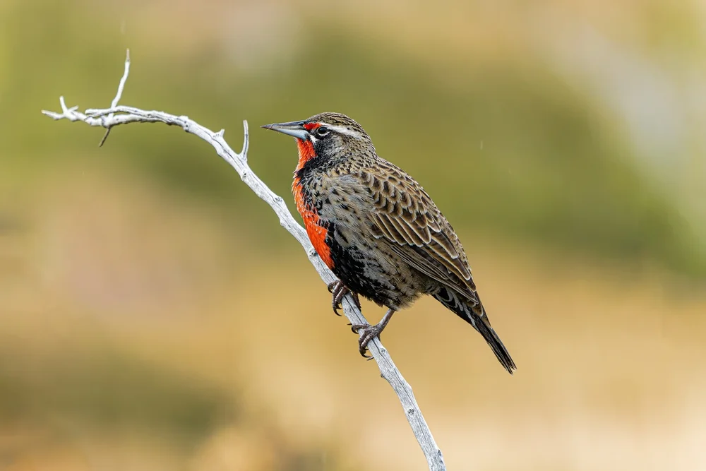Weißbürzel-Schopfhuhn (Leistes loyca)