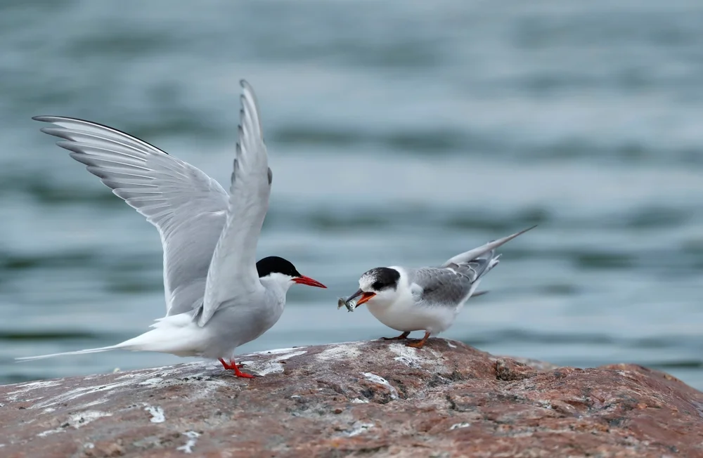 Weißbürzel-Seeschwalbe (Sterna trudeaui)