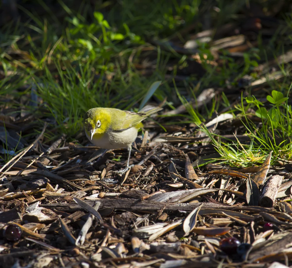 Weißbürzel-Sonnenvogel (Woodfordia superciliosa)
