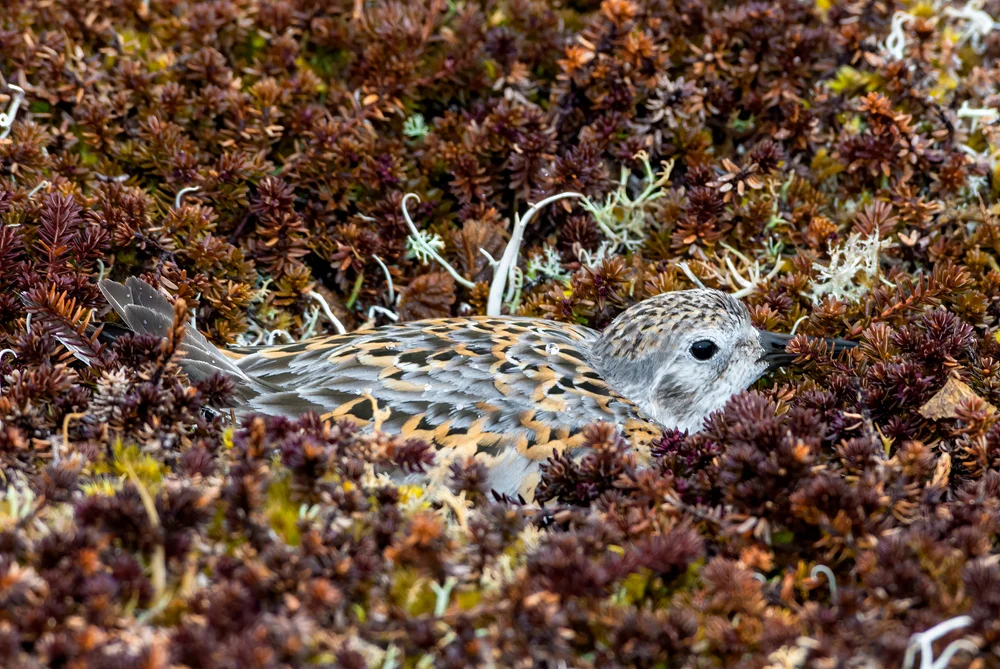 Weißbürzel-Strandläufer (Calidris ptilocnemis)