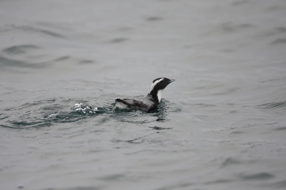 Weißbürzel-Sturmschwalbe (Synthliboramphus hypoleucu)