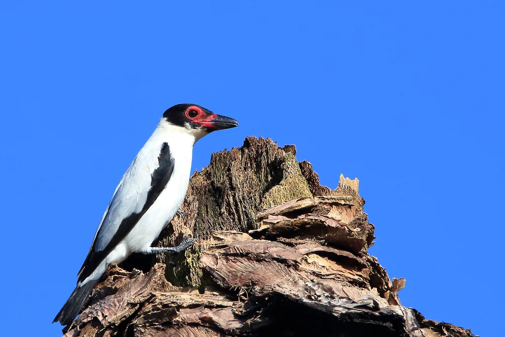 Weißbürzel-Tityra (Tityra cayana)