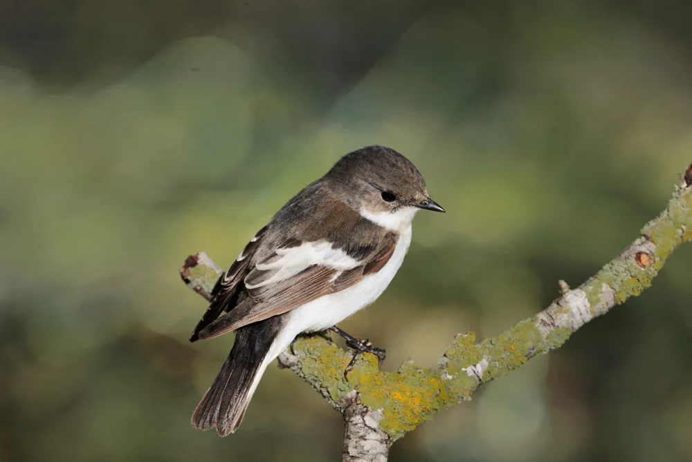 Weißbürzel-Tyrann (Serpophaga hypoleuca)