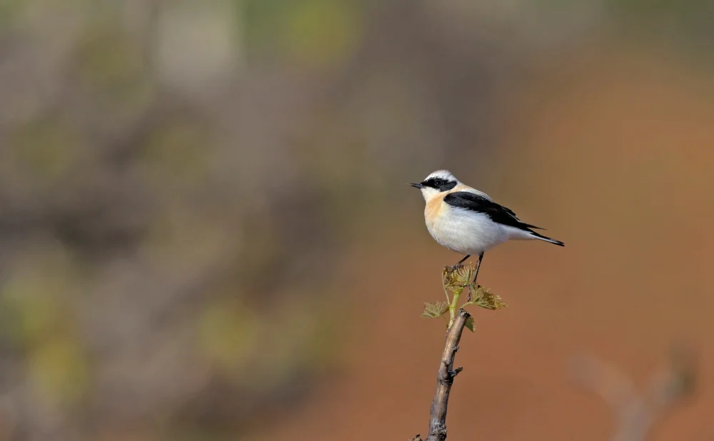 Weißbürzel-Uferschwalbe (Atticora melanoleuca)