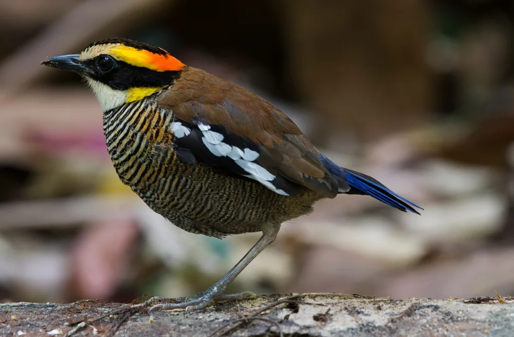 Weißbürzel-Wasserläufer (Hydrornis guajana)