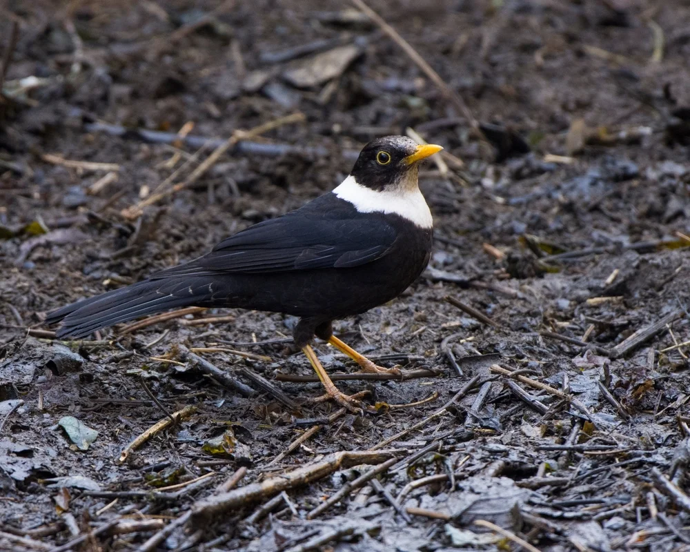 Weißbürzeldrossel (Turdus albocinctus)