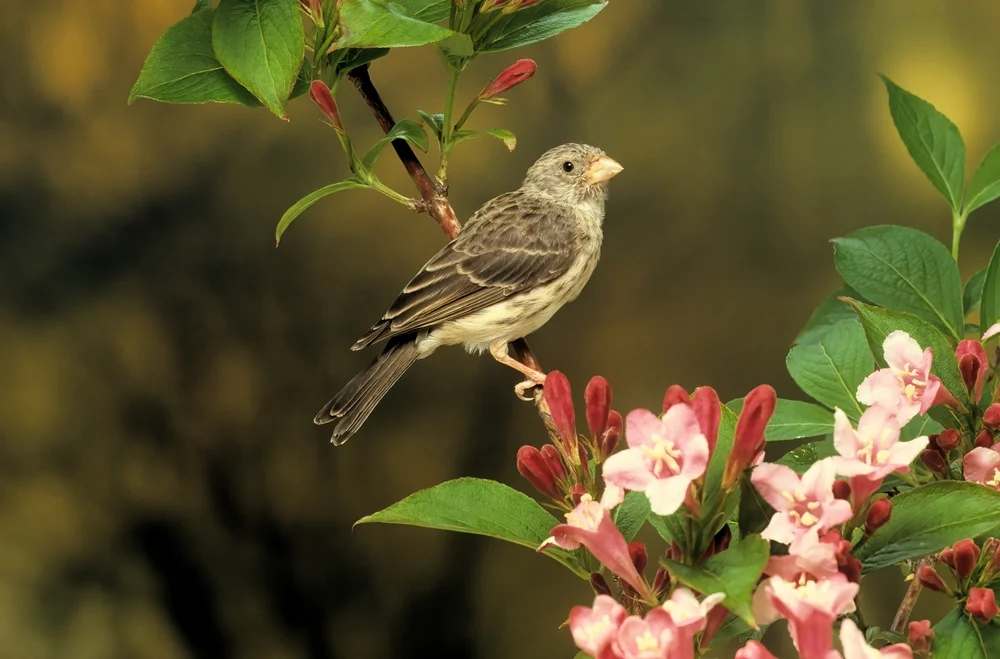 Weißbürzelgirlitz (Crithagra leucopygia)
