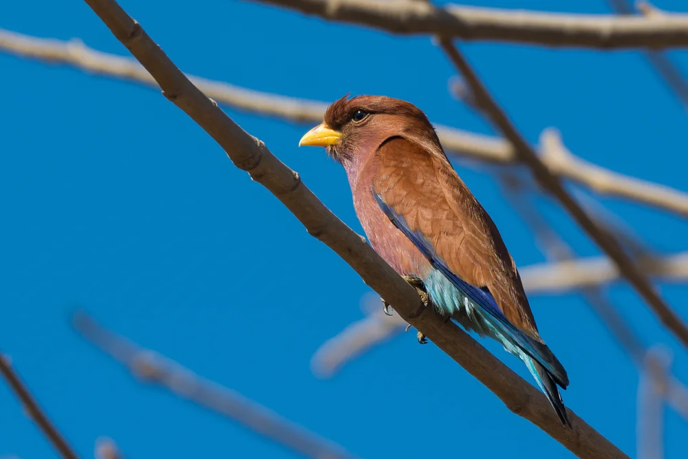 Weißedel-Dollarvogel (Eurystomus glaucurus)
