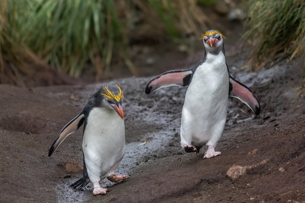 Weißeipinguin (Eudyptes schlegeli)