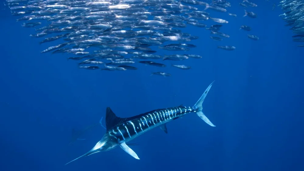 Weißer Marlin (Kajikia albida)