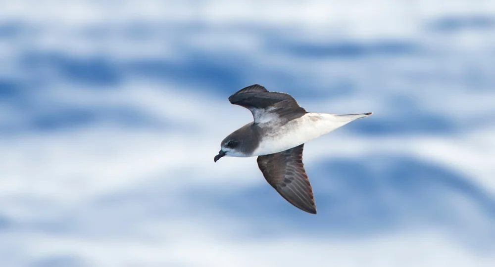 Weißer Sturmvogel (Pterodroma alba)
