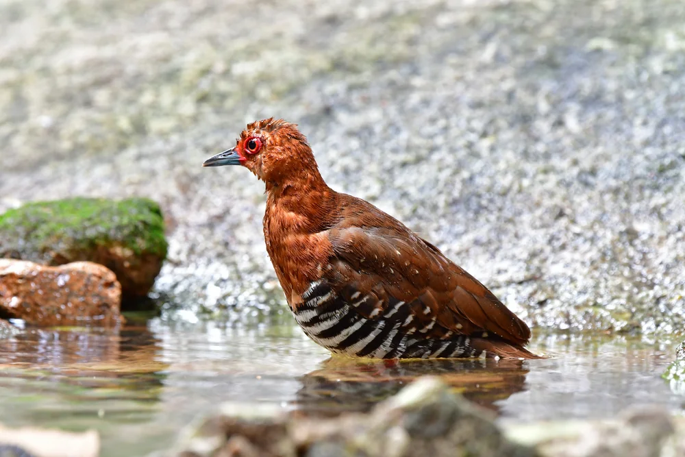 Weißflanken-Ralle (Rallina leucospila)