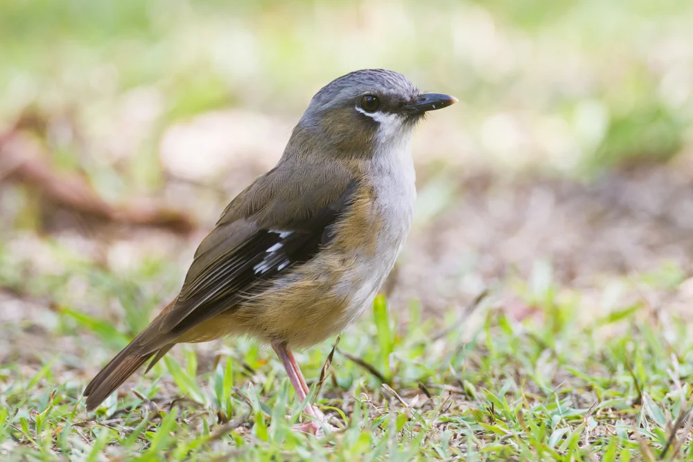 Weißfleck-Brillenvogel (Heteromyias albispecularis)