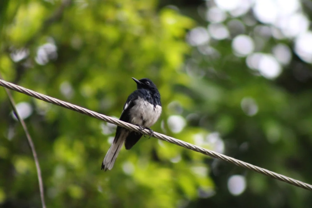 Weißfleck-Schmuckdrossel (Copsychus albospecularis)