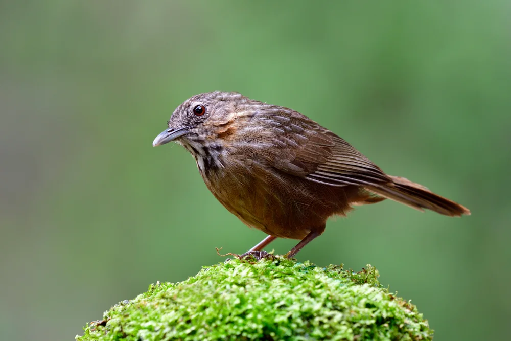 Weißflügel-Elsterdrossel (Syndactyla subalaris)