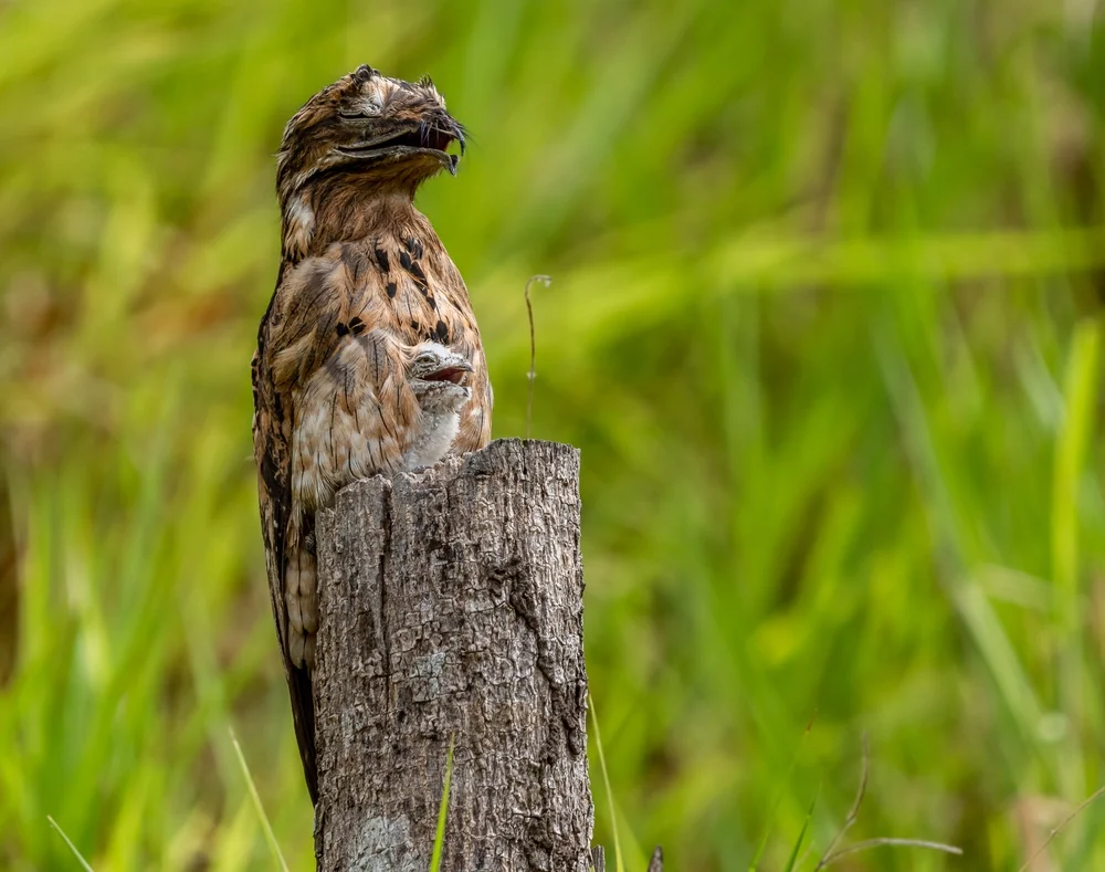 Weißflügel Nachtschwalbe