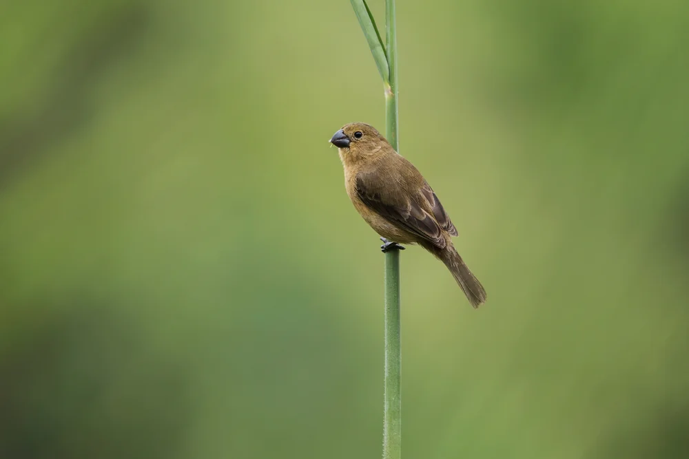 Weißflügel-Saatknospf (Sporophila leucoptera)