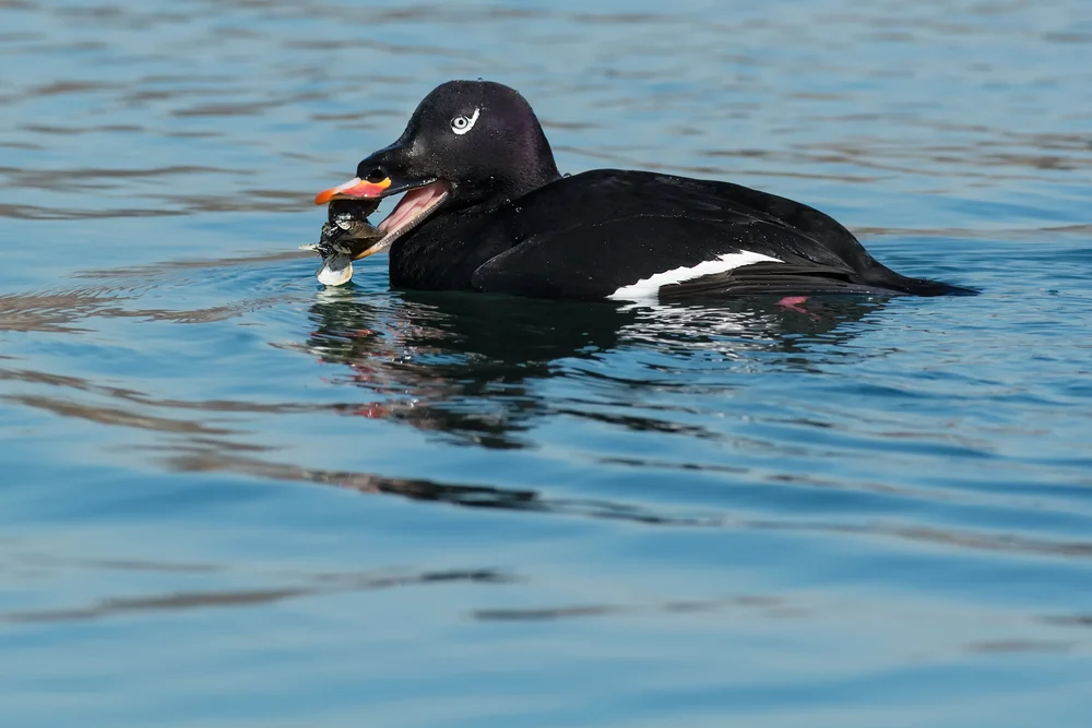 Weißflügel-Samtente (Melanitta deglandi)