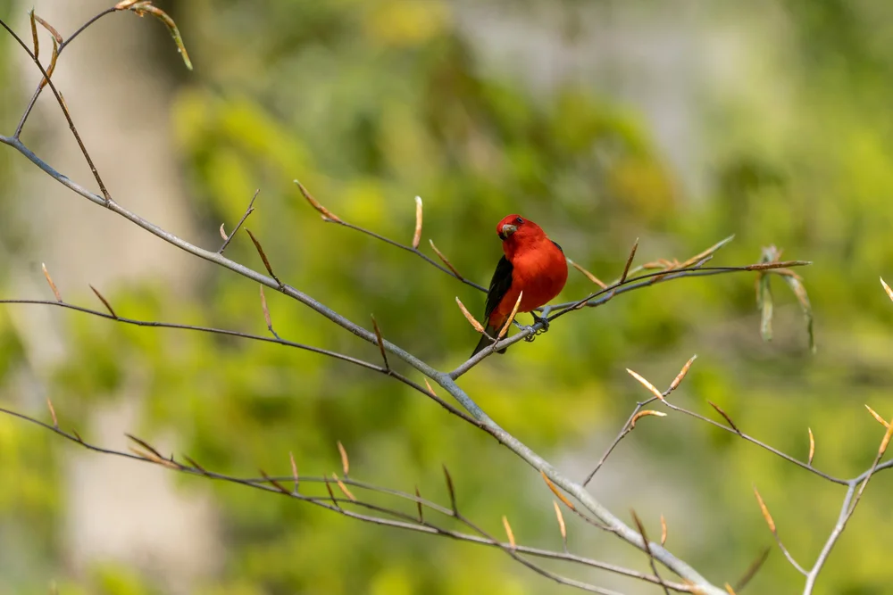 Weißflügel-Sperberkolibri (Piranga leucoptera)