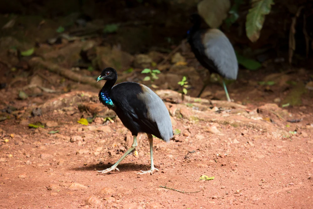 Weißflügel-Trompetervogel (Psophia leucoptera)