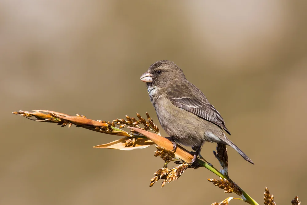 Weißflügelgirlitz (Serinus leucopterus)