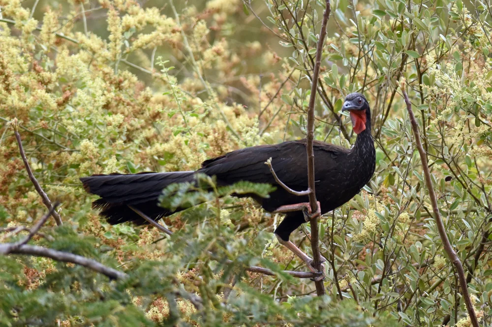 Weißflügelguan (Penelope albipennis)