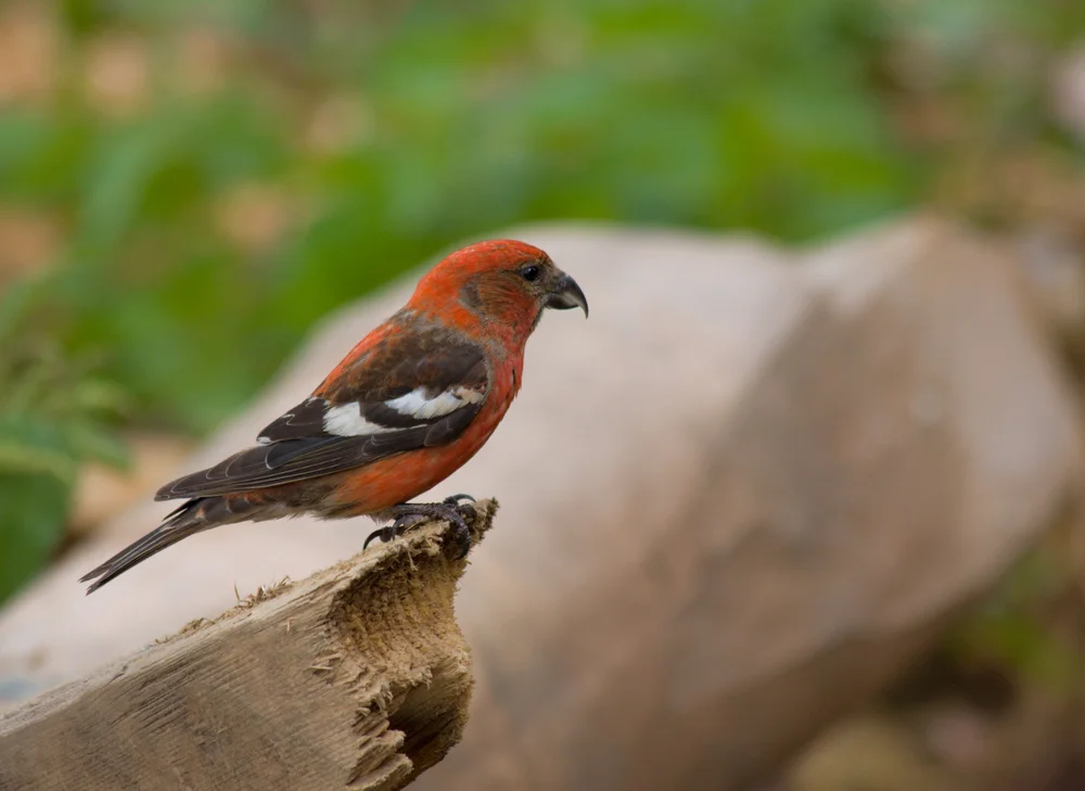 Weißflügelkreuzschnabel (Loxia leucoptera)