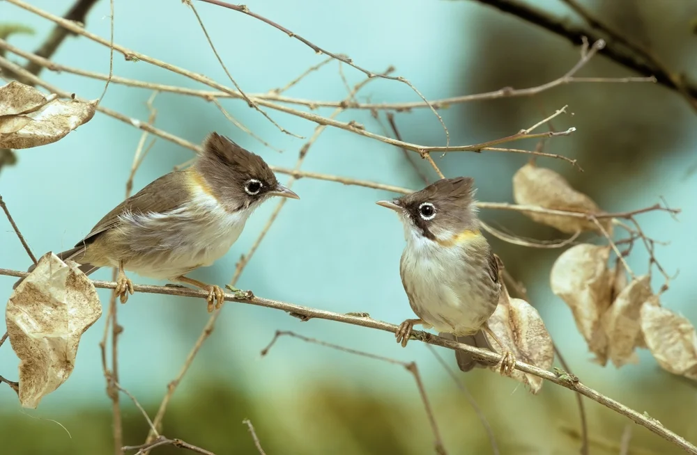 Weißflügeltaube (Yuhina gularis)