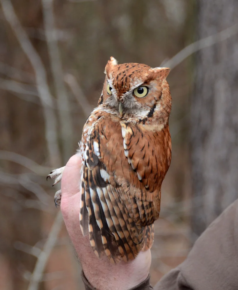 Weißfuß-Waldkauz (Ciccaba albitarsis)