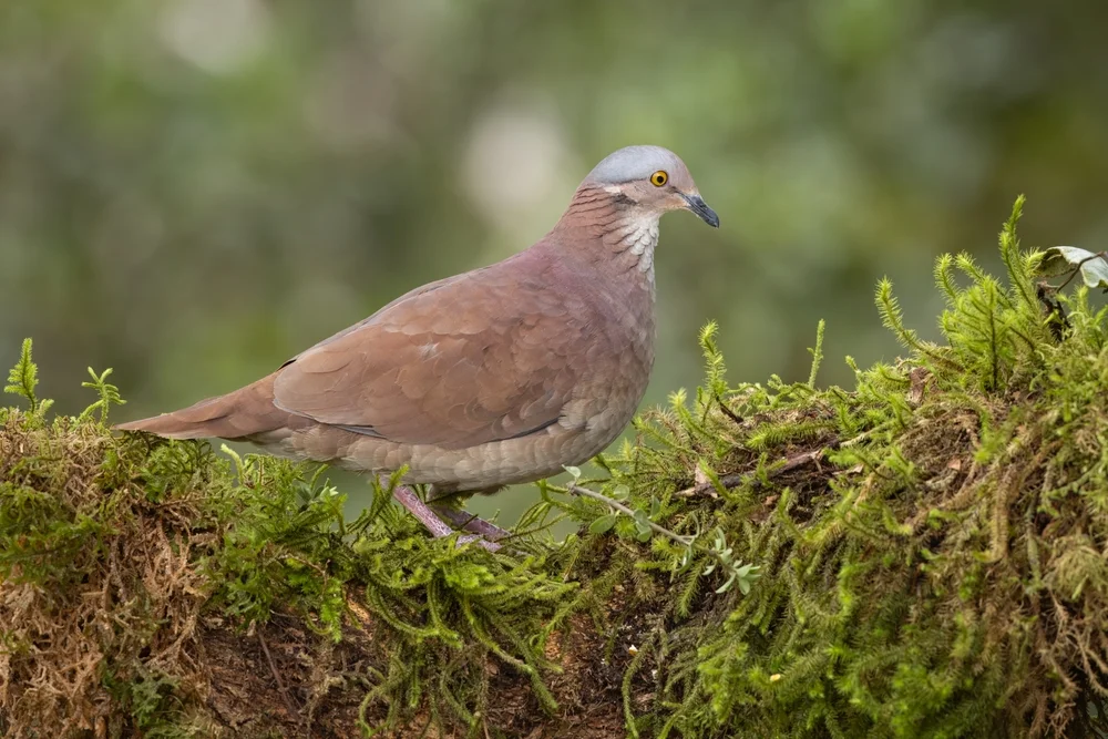 Weißgesicht-Fruchttaube (Geotrygon frenata)